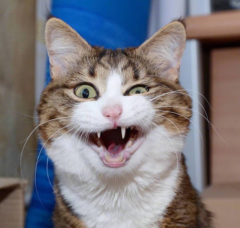 Những chú mèo ngáo hài hước làm cho bạn cười đến té ghế với những hành động và cái nhìn khác lạ của chúng. Hãy xem những ảnh mèo ngáo hài hước này để thoát khỏi sự căng thẳng và tìm thấy niềm vui trong cuộc sống.