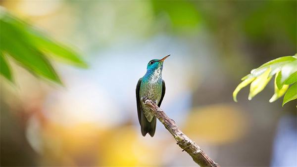 National Geographic Hummingbirds Premium