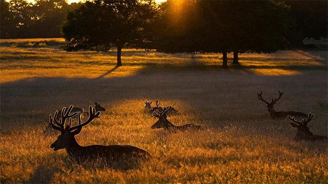 National Geographic Antlers Fall Premium