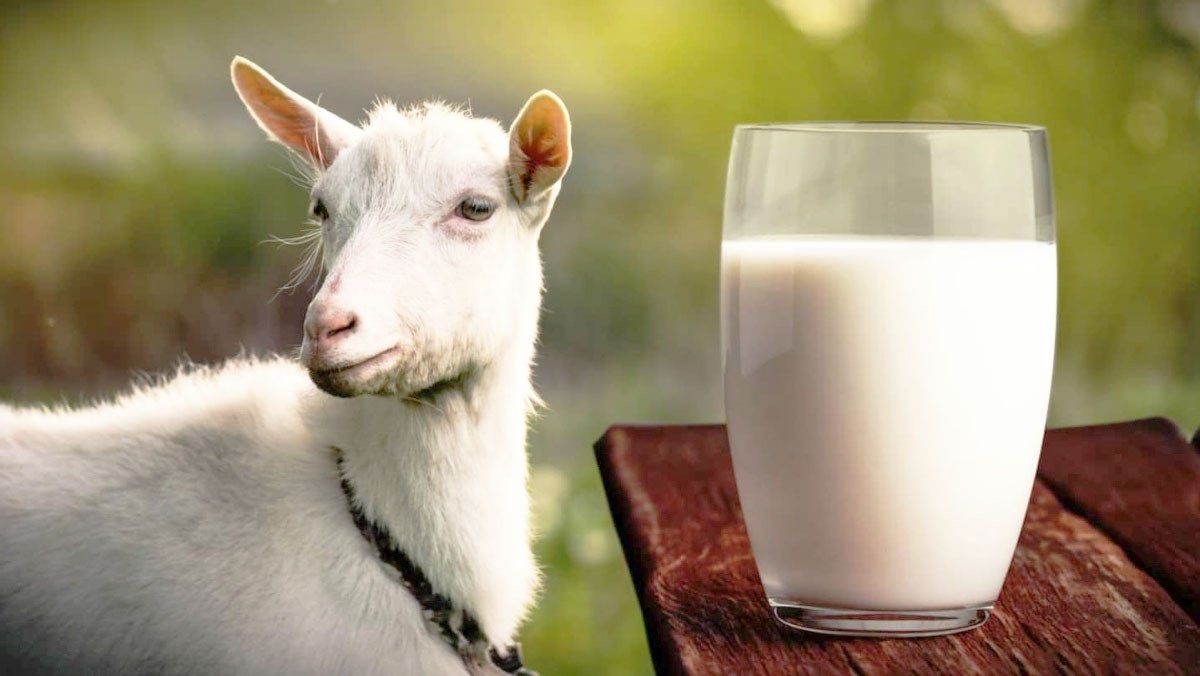 Top 5 loại sữa dê tốt nhất được lựa chọn tin dùng hiện nay
