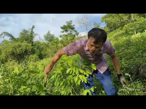 Chăm sóc vườn Na Thái (tập1)/cuộc sống nông thôn// Quang Thạch vlog mới 2023